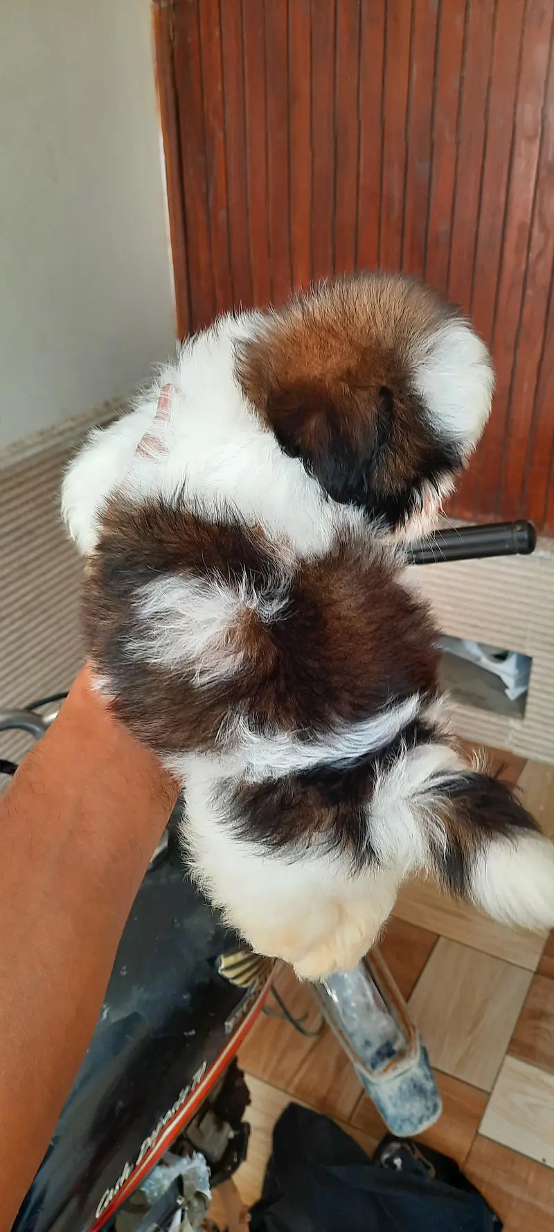 Shitzu Male pup — photo 8