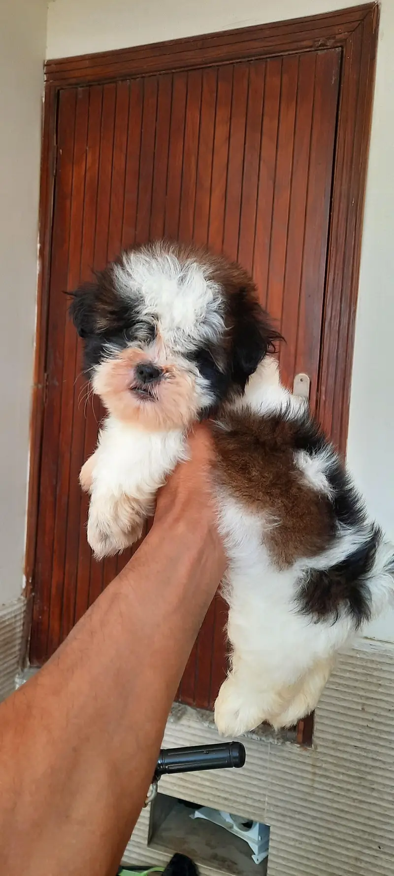 Shitzu Male pup — photo 9