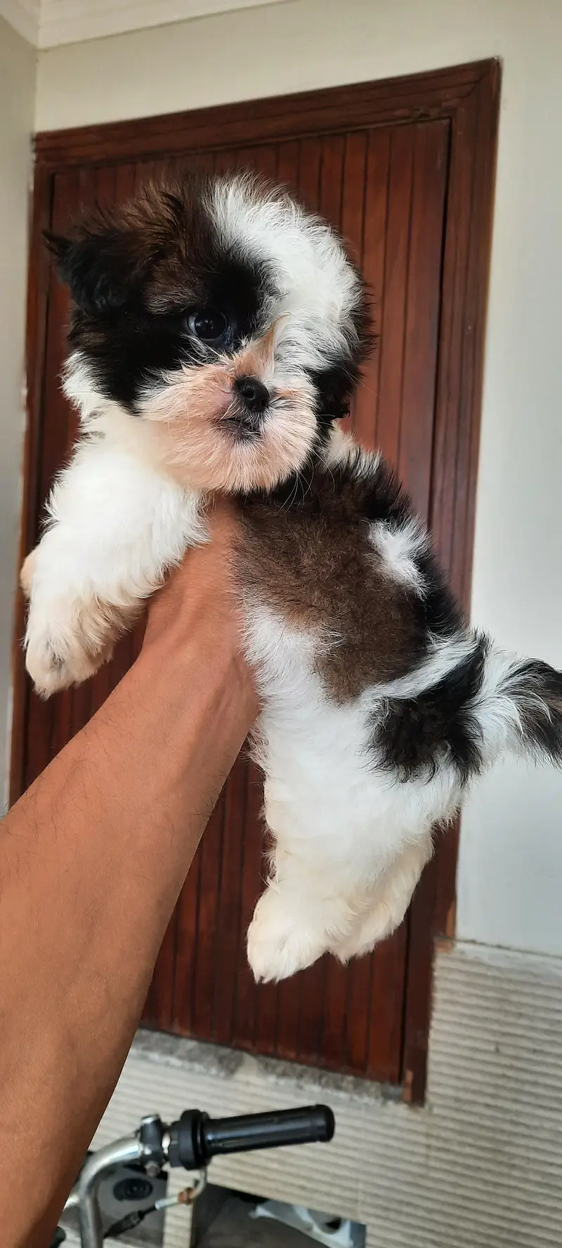 Shitzu Male pup — photo 10