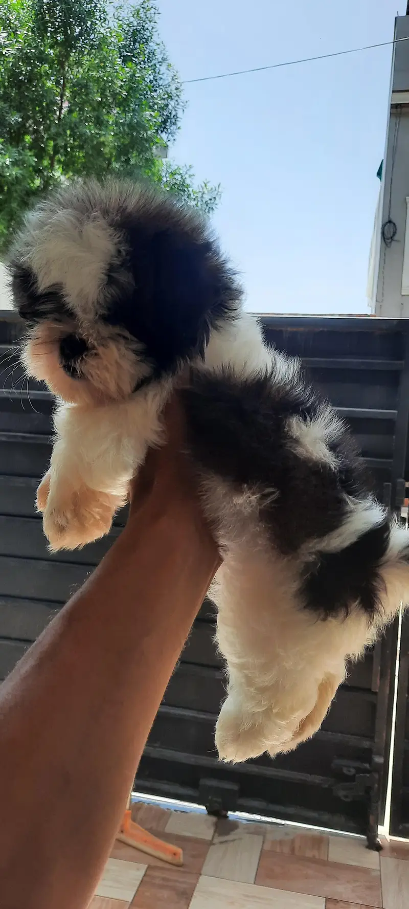Shitzu Male pup — photo 11