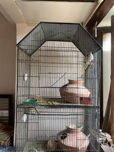 2 pairs of cocktail parrot with cage and eggs