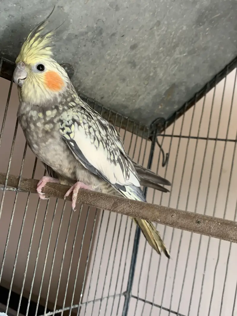 2 pairs of cocktail parrot with cage and eggs — photo 2
