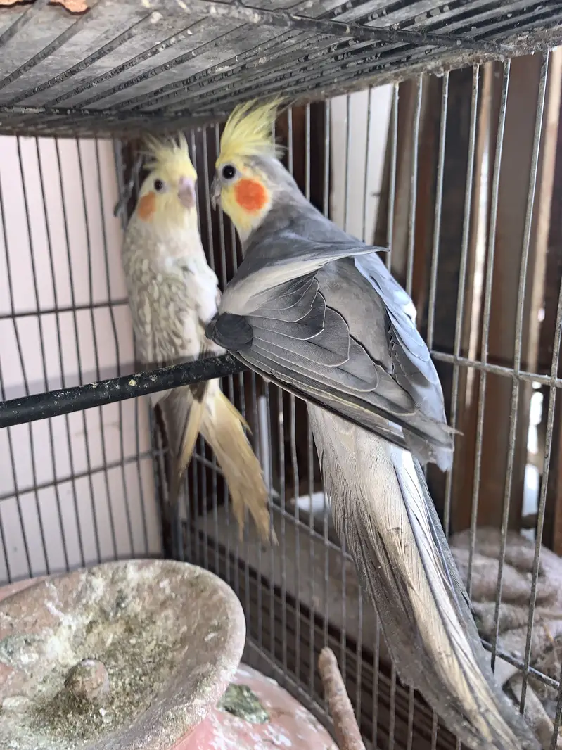2 pairs of cocktail parrot with cage and eggs — photo 3