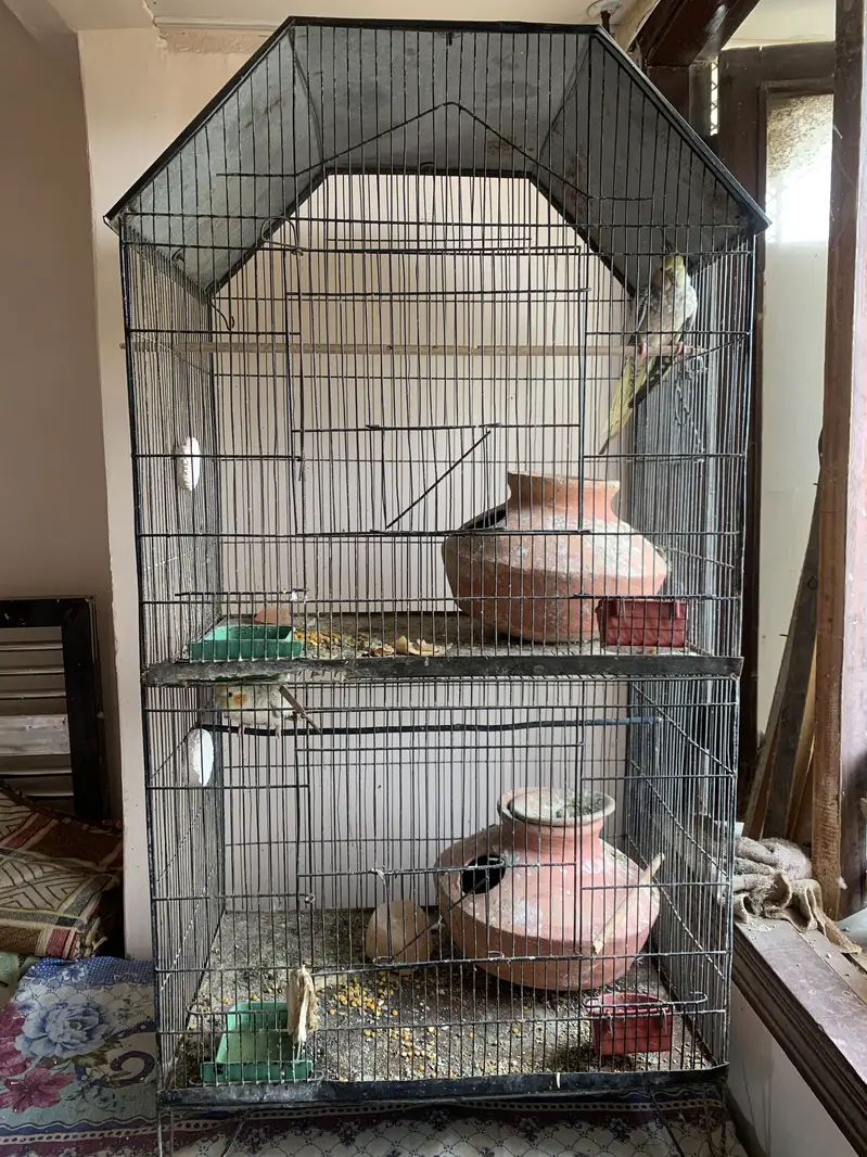 2 pairs of cocktail parrot with cage and eggs — photo 4