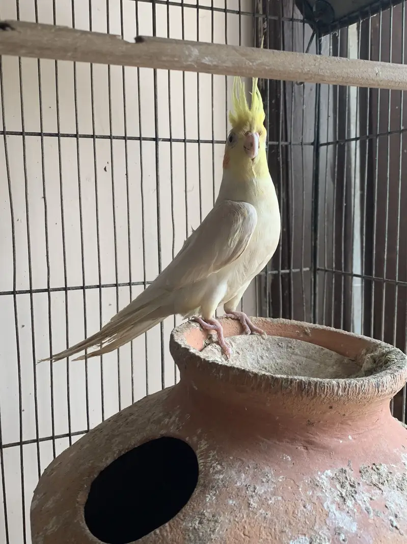 2 pairs of cocktail parrot with cage and eggs — photo 5