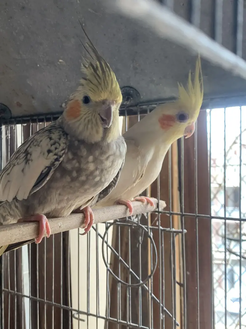 2 pairs of cocktail parrot with cage and eggs — photo 6