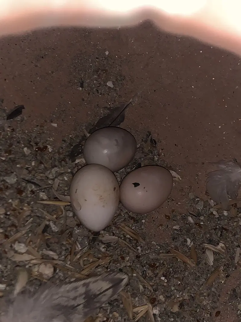 2 pairs of cocktail parrot with cage and eggs — photo 7