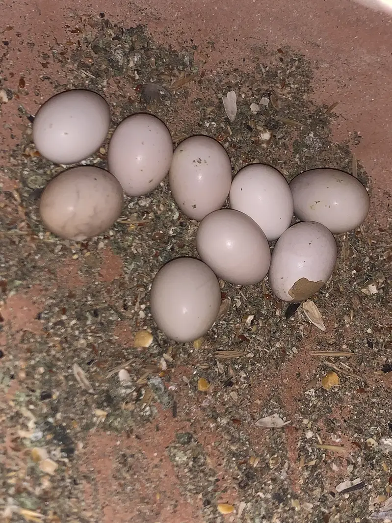 2 pairs of cocktail parrot with cage and eggs — photo 8
