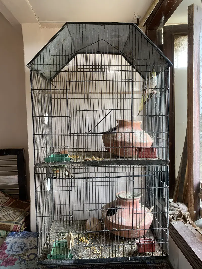 2 pairs of cocktail parrot with cage and eggs — photo 9