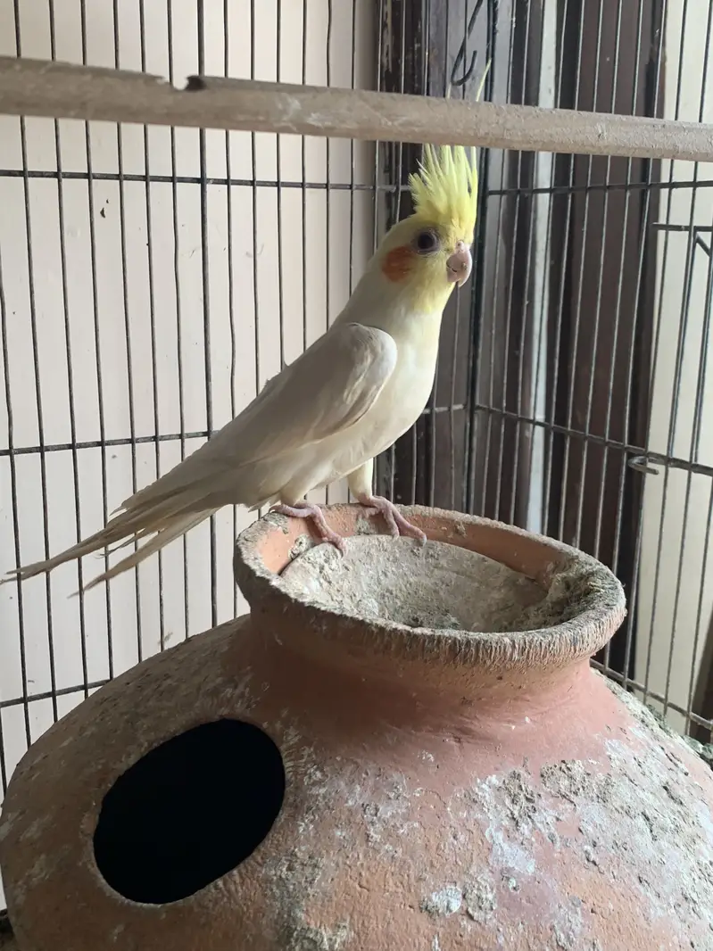 2 pairs of cocktail parrot with cage and eggs — photo 10
