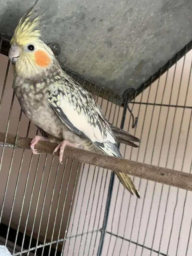 2 pairs of cocktail parrot with cage and eggs — photo 11