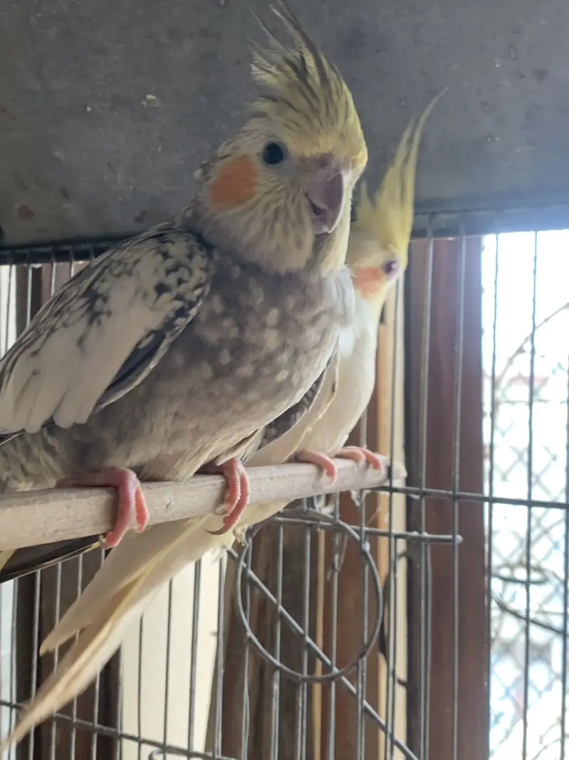 2 pairs of cocktail parrot with cage and eggs — photo 12