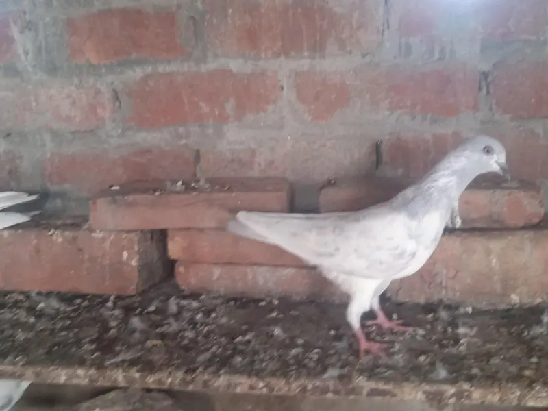 2 famel ak ke price 2500 ha ak male salati — photo 4