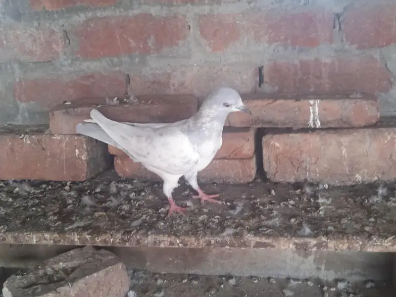 2 famel ak ke price 2500 ha ak male salati — photo 5