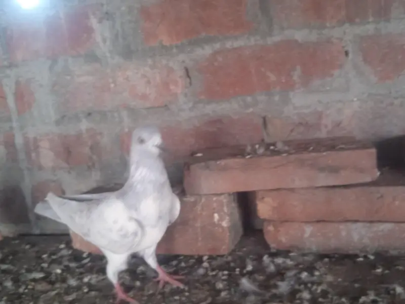 2 famel ak ke price 2500 ha ak male salati — photo 6