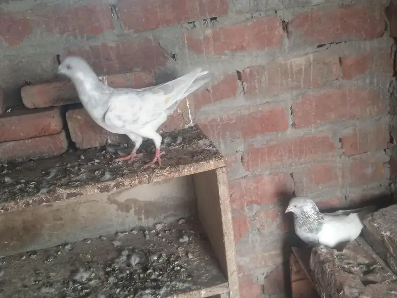 2 famel ak ke price 2500 ha ak male salati — photo 7