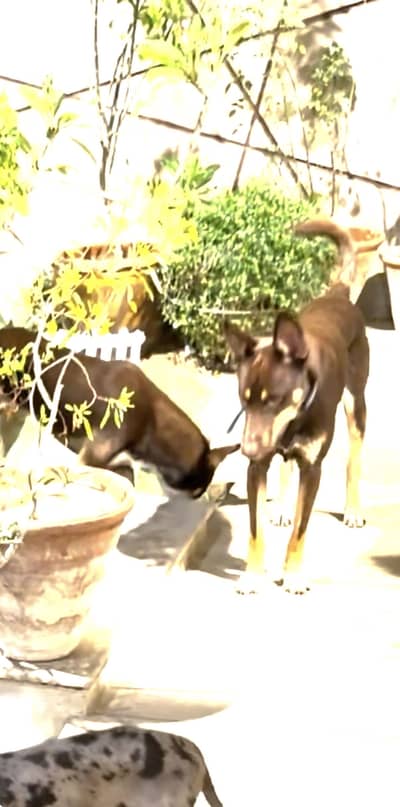 Doberman and husky cross