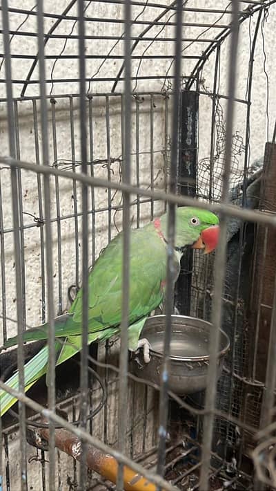 green kashmiri pahari