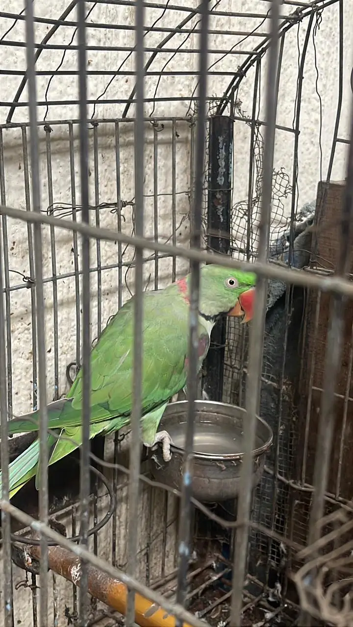 green kashmiri pahari — photo 2