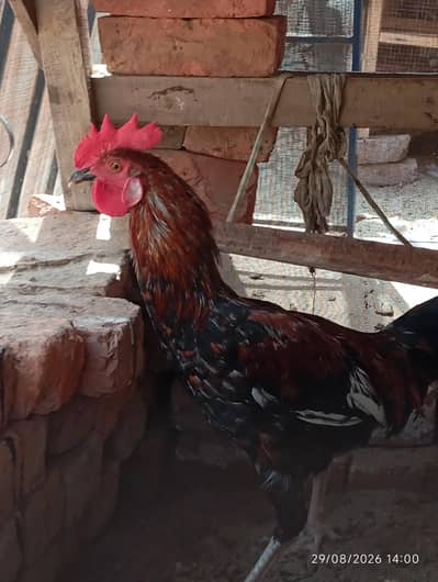 hens  , budgies, chick love birds red eye for sale parrots