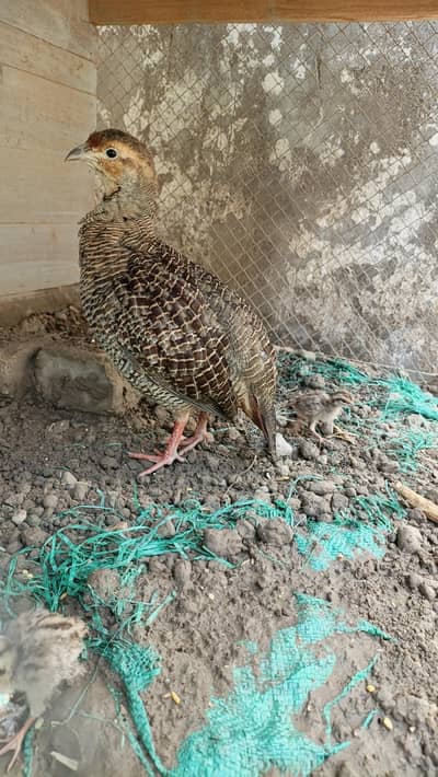 Dakni For Sale