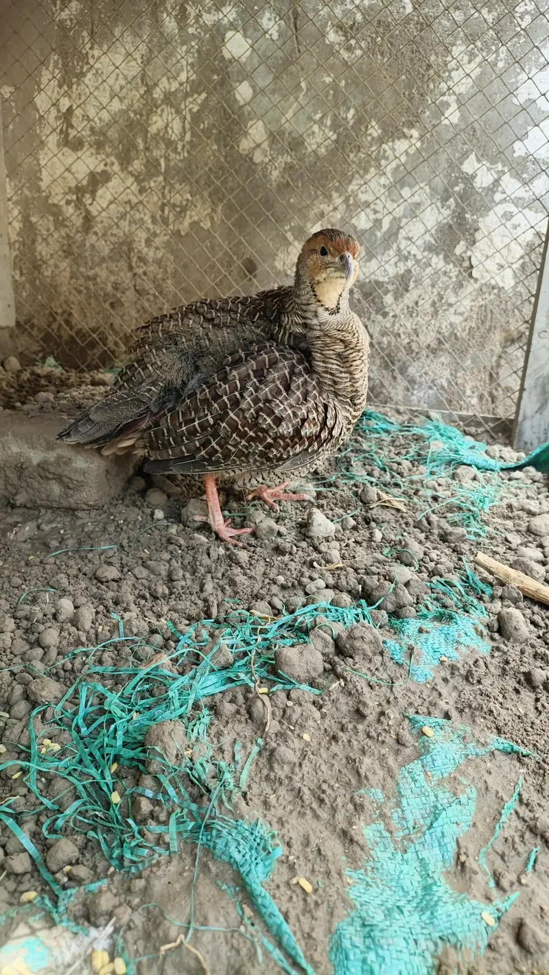Dakni For Sale — photo 2