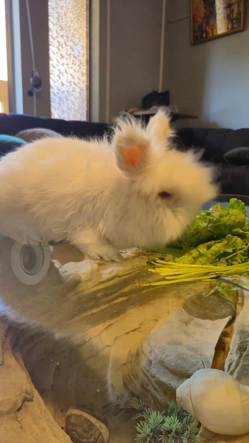 LionHead Rabbit 0