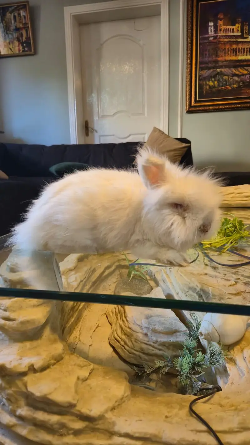 LionHead Rabbit — photo 2