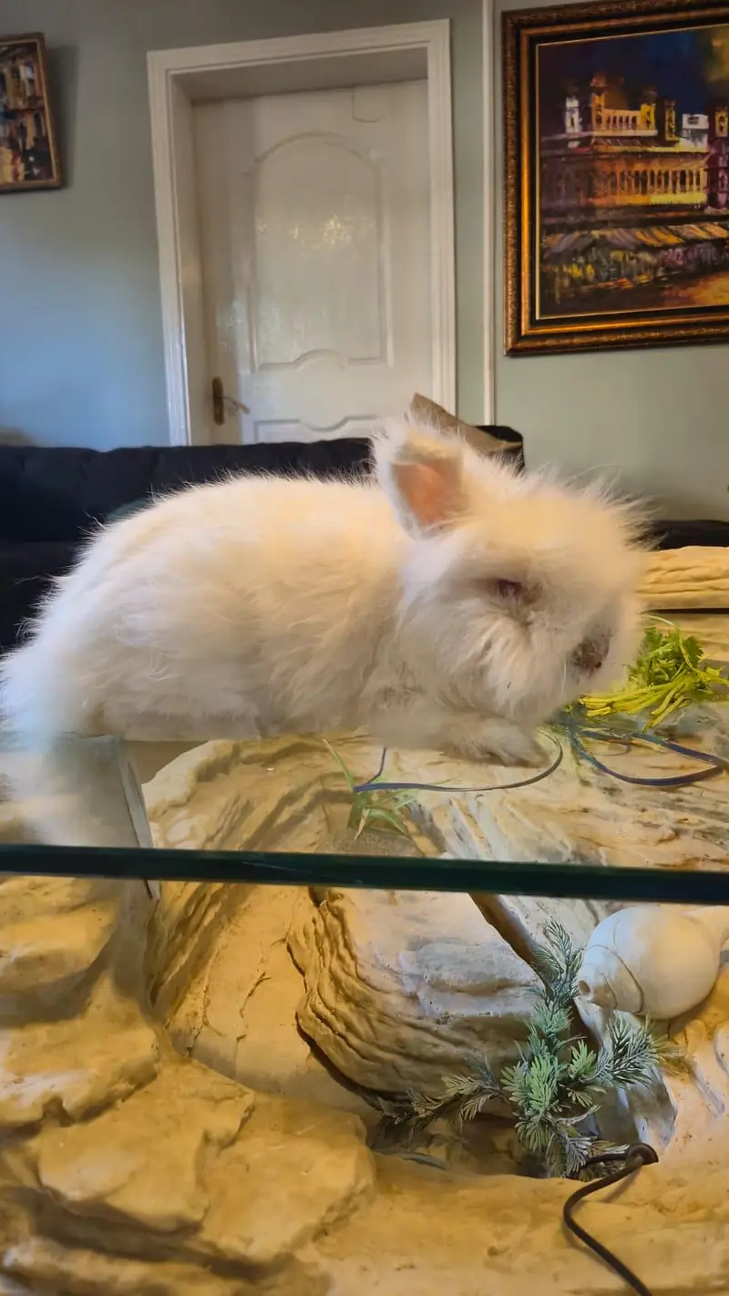 LionHead Rabbit — photo 3