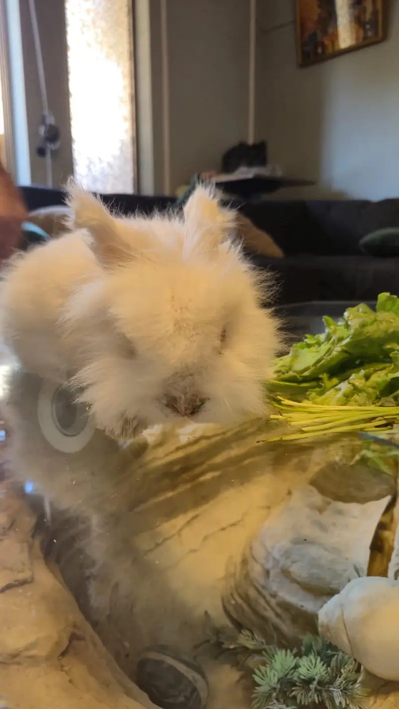 LionHead Rabbit — photo 4