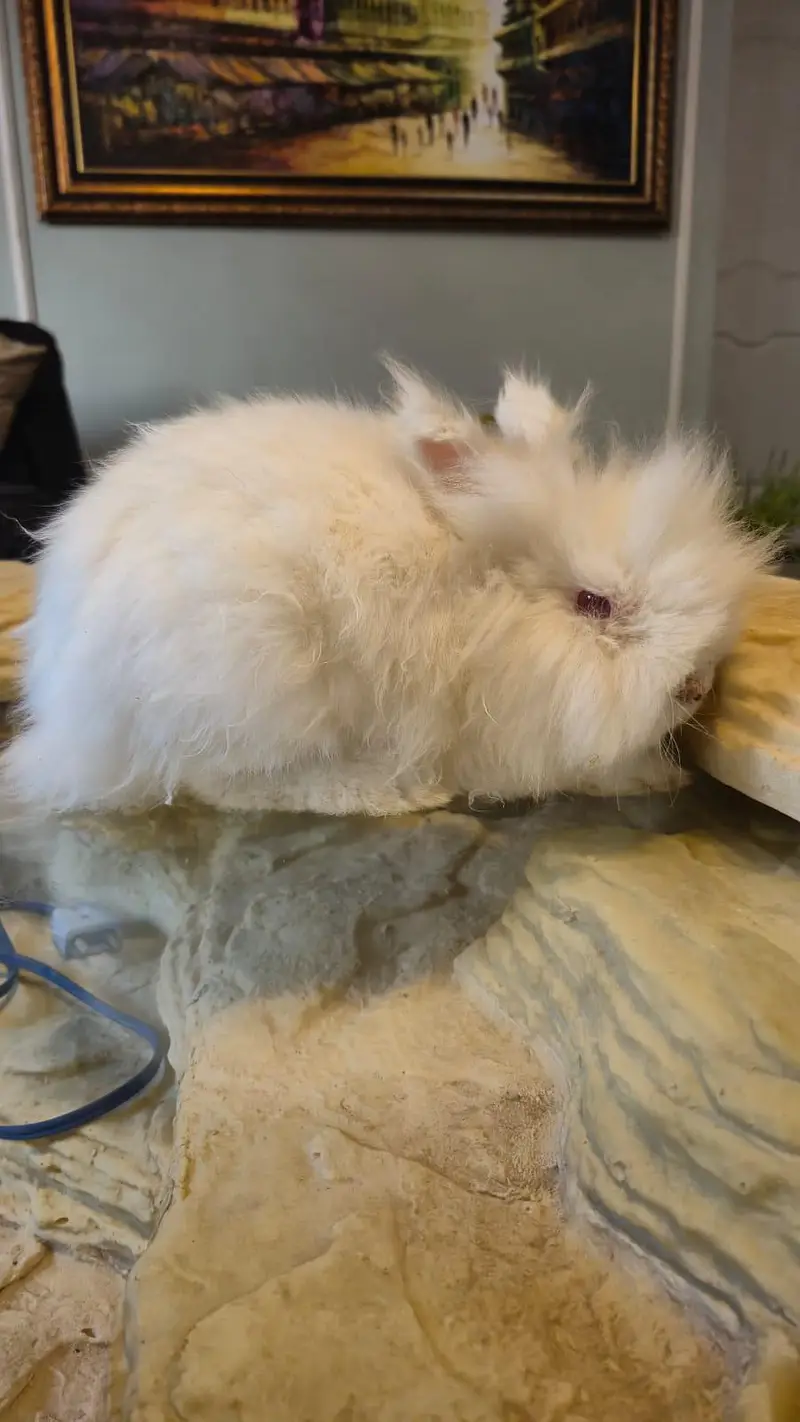 LionHead Rabbit — photo 5