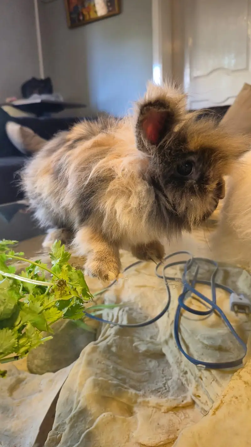 LionHead Rabbit — photo 6