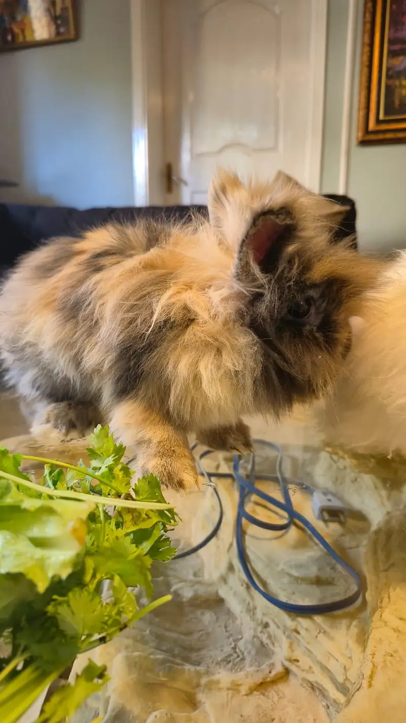 LionHead Rabbit — photo 7