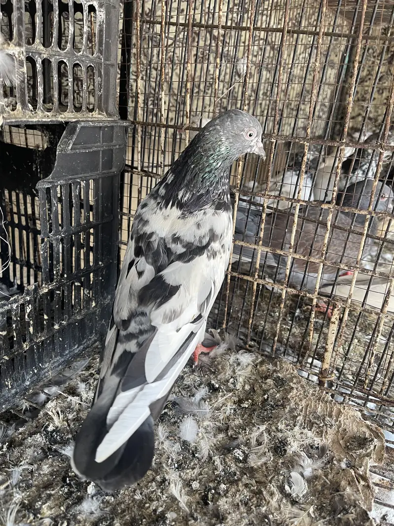 Ferozpure female (2) Golden patha (1) — photo 11