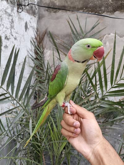 Raw parrot hand tame male 03240045535