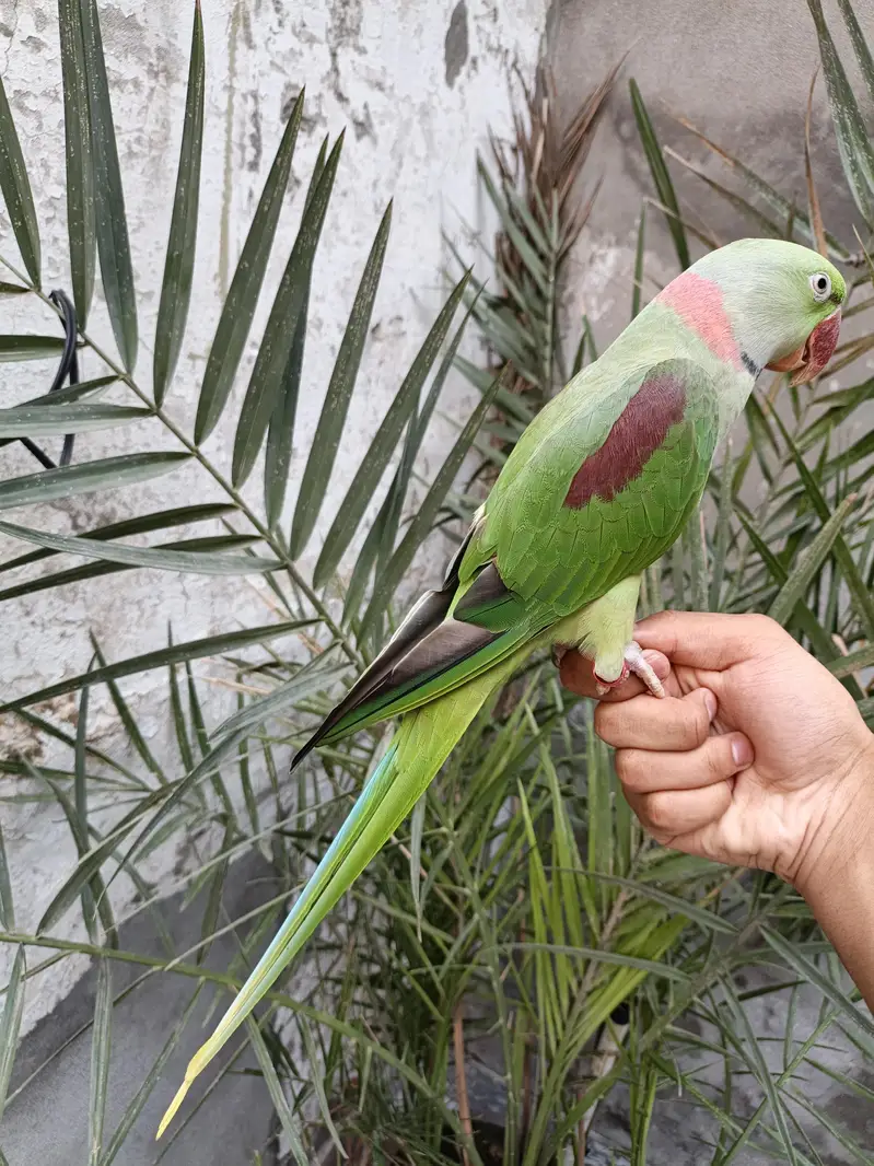 Raw parrot hand tame male 03240045535 — photo 2