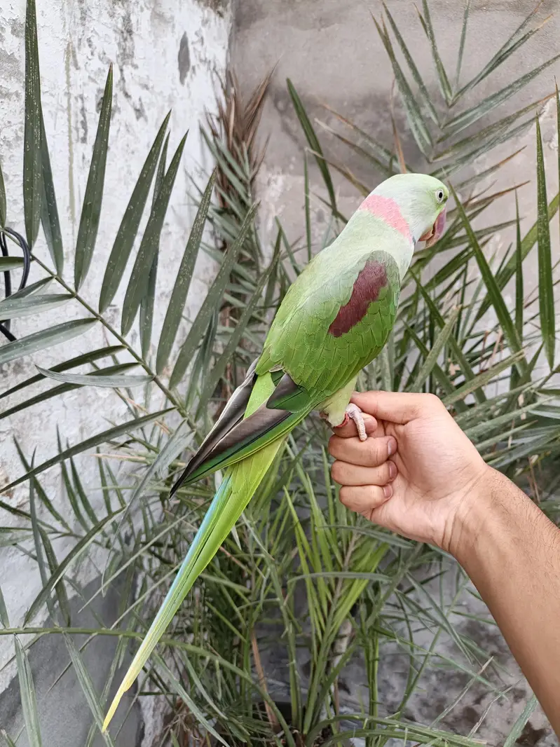 Raw parrot hand tame male 03240045535 — photo 3
