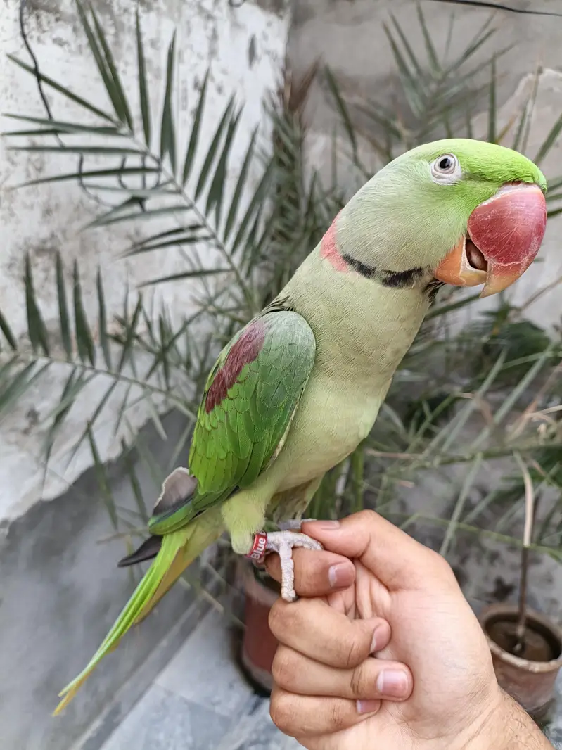 Raw parrot hand tame male 03240045535 — photo 4