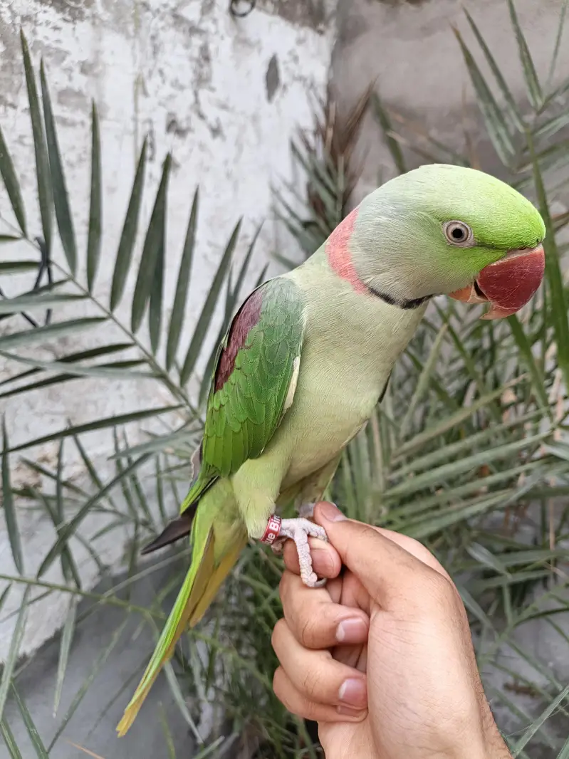 Raw parrot hand tame male 03240045535 — photo 5