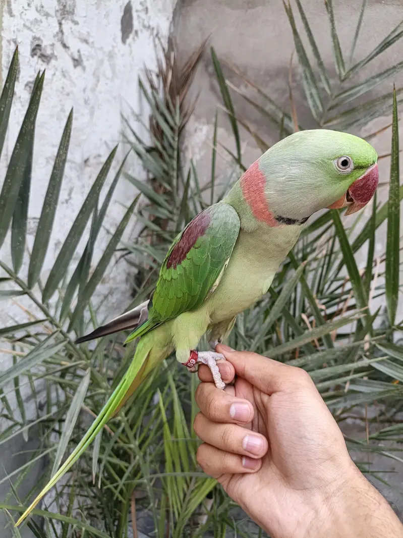 Raw parrot hand tame male 03240045535 — photo 6