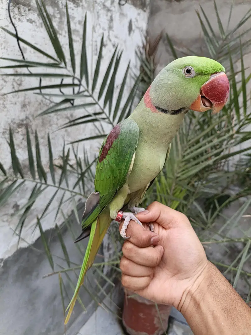 Raw parrot hand tame male 03240045535 — photo 7