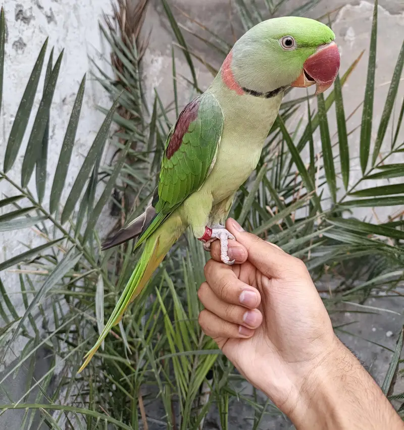 Raw parrot hand tame male 03240045535 — photo 8