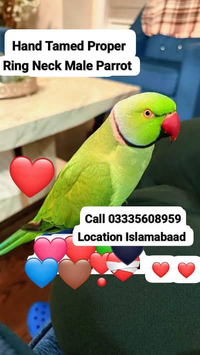Proper Hand Tamed Full Friendly Green Ring Neck Male Parrot