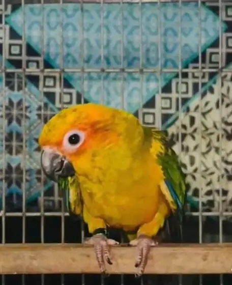 sun conure — photo 2