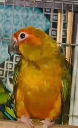 sun conure — photo 3