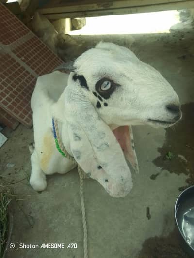 Baby goat  for sale.