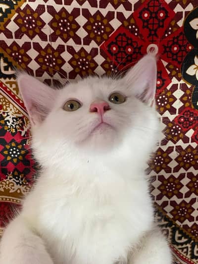 Persian kitten up for sale