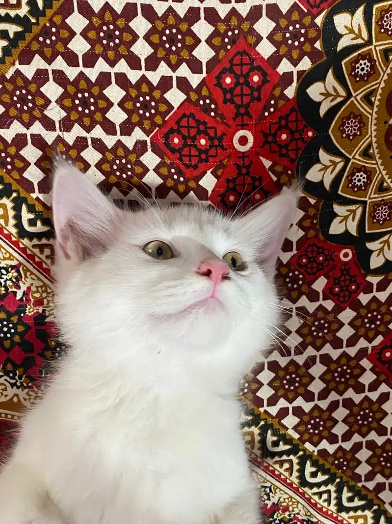 Persian kitten up for sale — photo 2