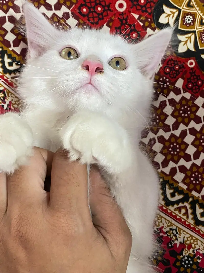 Persian kitten up for sale — photo 3