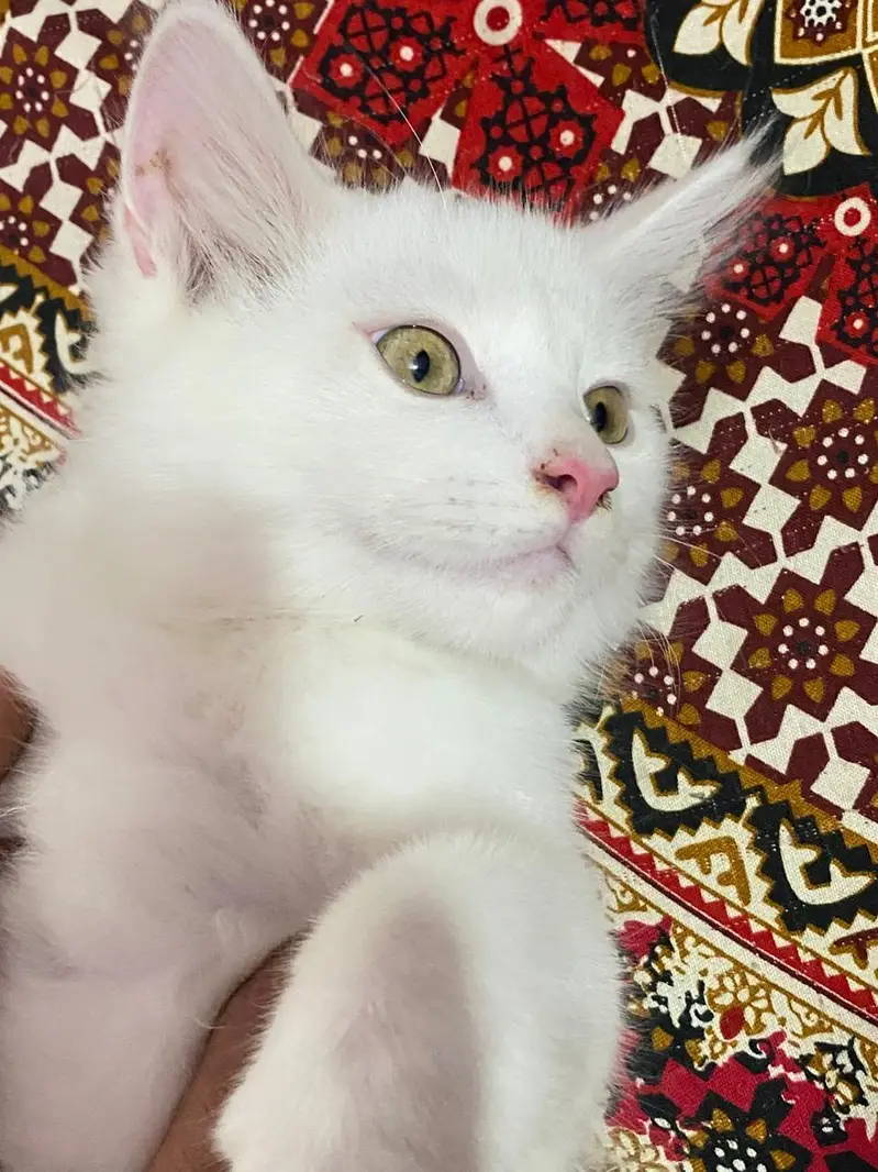 Persian kitten up for sale — photo 4